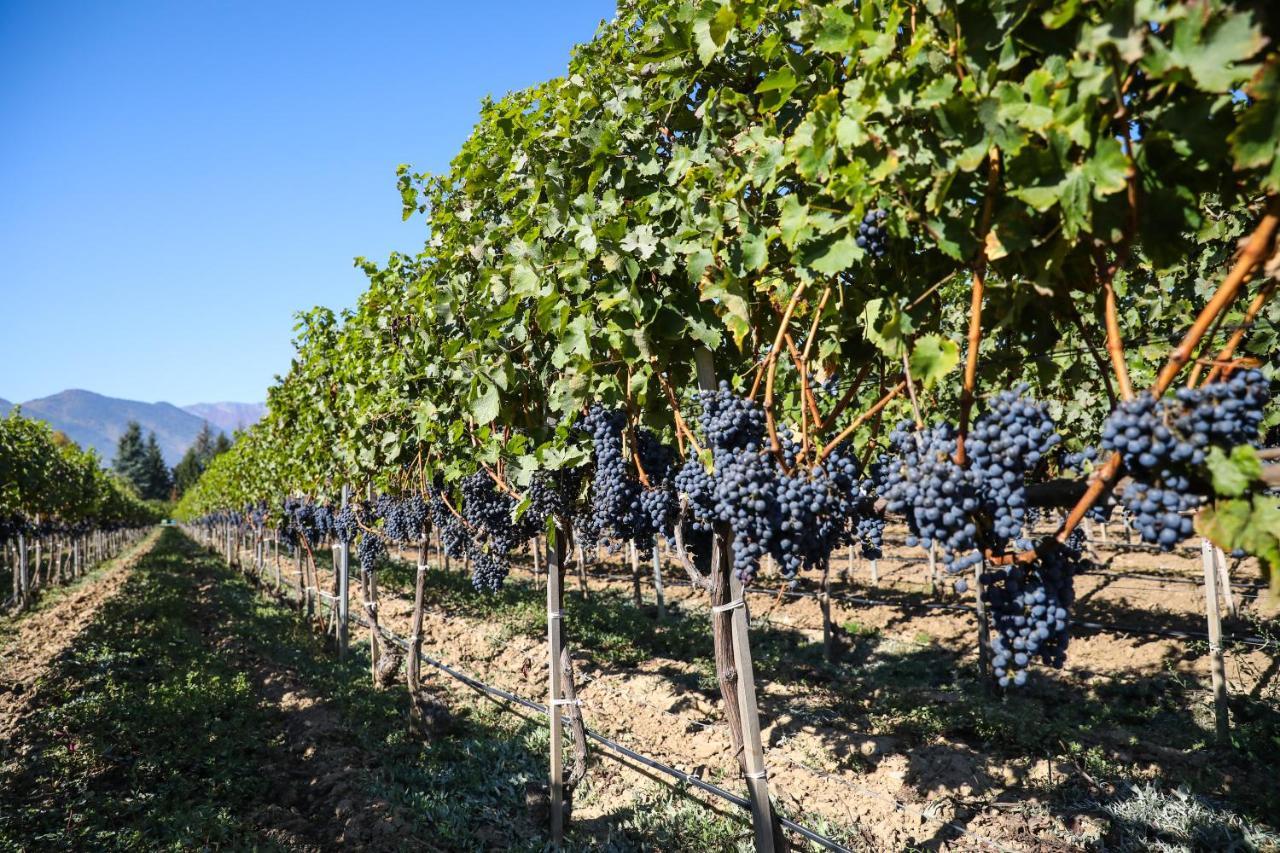 Uva Nestum Wine & Spa Gotse Delchev Exterior photo